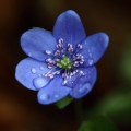 Jaterník podléška (Hepatica nobilis)