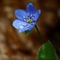 Jaterník podléška (Hepatica nobilis)