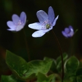 Jaterník podléška (Hepatica nobilis)