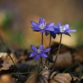 Jaterník podléška (Hepatica nobilis)