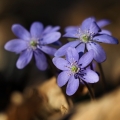 Jaterník podléška (Hepatica nobilis)