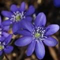 Jaterník podléška (Hepatica nobilis)