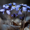 Jaterník podléška (Hepatica nobilis)