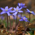 Jaterník podléška (Hepatica nobilis)