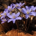 Jaterník podléška (Hepatica nobilis)