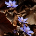 Jaterník podléška (Hepatica nobilis)