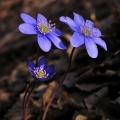 Jaterník podléška (Hepatica nobilis)