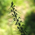 Jazýček jadranský (Himantoglossum...