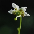 Jednokvítek velekvětý (Moneses uniflora)