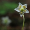 Jednokvítek velekvětý (Moneses uniflora)