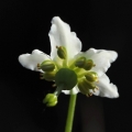 Jednokvítek velekvětý (Moneses uniflora)