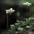 Jednokvítek velekvětý (Moneses uniflora)