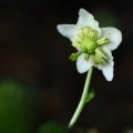 Jednokvítek velekvětý (Moneses uniflora)