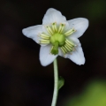 Jednokvítek velekvětý (Moneses uniflora)