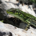 Ještěrka italská (Podarcis siculus)