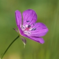 Kakost bahenní (Geranium palustre)