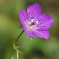 Kakost bahenní (Geranium palustre)