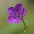 Kakost bahenní (Geranium palustre)