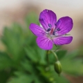 Kakost bahenní (Geranium palustre)