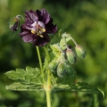 Kakost hnědočervený (Geranium phaeum)