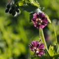 Kakost hnědočervený (Geranium phaeum)