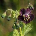 Kakost hnědočervený (Geranium phaeum)