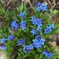 Kamejka modronachová (Lithospermum...