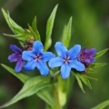 Kamejka modronachová (Lithospermum...