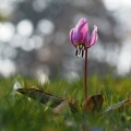 Kandík psí zub (Erythronium dens-canis)
