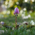 Kandík psí zub (Erythronium dens-canis)
