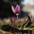 Kandík psí zub (Erythronium dens-canis)