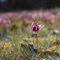Kandík psí zub (Erythronium dens-canis)