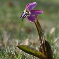 Kandík psí zub (Erythronium dens-canis)