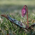 Kandík psí zub (Erythronium dens-canis)