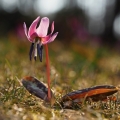 Kandík psí zub (Erythronium dens-canis)