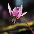 Kandík psí zub (Erythronium dens-canis)