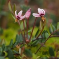 Klikva bahenní (Vaccinium oxycoccos)