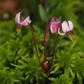 Klikva bahenní (Vaccinium oxycoccos)