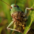 Kobylka hnědá (Decticus verrucivorus)