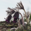 Koniklec luční český (Pulsatilla...