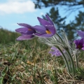 Koniklec velkokvětý (Pulsatilla grandis)