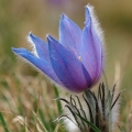 Koniklec velkokvětý (Pulsatilla grandis)