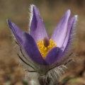 Koniklec velkokvětý (Pulsatilla grandis)