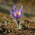Koniklec velkokvětý (Pulsatilla grandis)