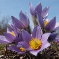Koniklec velkokvětý (Pulsatilla grandis)