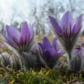 Koniklec velkokvětý (Pulsatilla grandis)