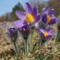 Koniklec velkokvětý (Pulsatilla grandis)