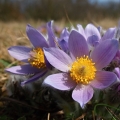 Koniklec velkokvětý (Pulsatilla grandis)