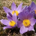 Koniklec velkokvětý (Pulsatilla grandis)