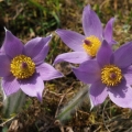Koniklec velkokvětý (Pulsatilla grandis)